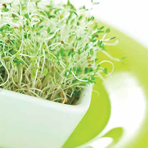 Green Valley Food Corp. ALFALFA SPROUTS