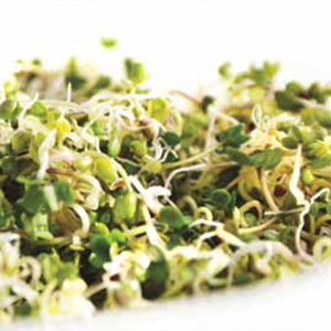 Green Valley Food Corp. BROCCOLI DELI SPROUTS