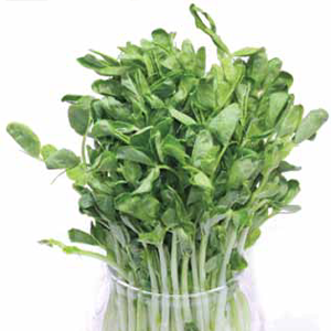Green Valley Food Corp. SNOW PEA SHOOTS