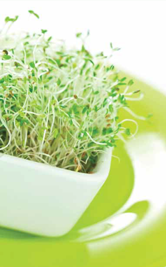 Green Valley Food Corp. ALFALFA SPROUTS