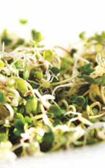 Green Valley Food Corp. BROCCOLI DELI SPROUTS