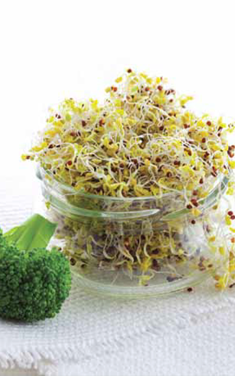 Green Valley Food Corp. BROCCOLI SPROUTS