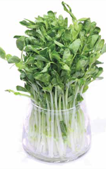 Green Valley Food Corp. SNOW PEA SHOOTS